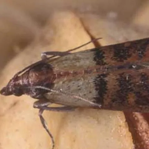 thumbnail for publication: Indianmeal Moth, Plodia interpunctella (Hübner) (Insecta: Lepidoptera: Pyralidae)